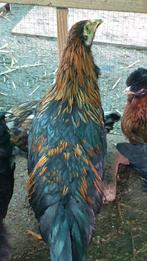 Mooie grote haan, 6 maanden oud, schijndelaar/ uilebaard, Mannelijk, Kip