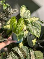 Philodendron mamei, Ophalen, Overige soorten, Minder dan 100 cm
