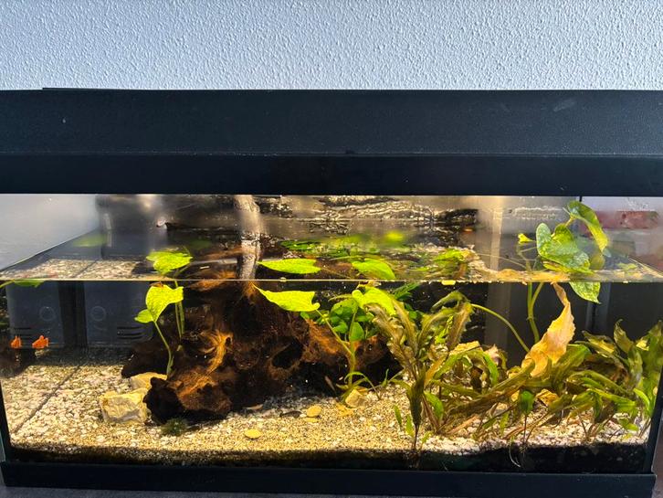 25 vissen erin- aquplus 60 aquarieum in almelo zonder pomp., Dieren en Toebehoren, Vissen | Aquaria en Toebehoren, Gebruikt, Plant(en), Steen of Hout