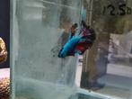 Betta splendens super delta kempvis man