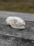 Schedel steenmarter, Verzamelen, Dierenverzamelingen, Ophalen of Verzenden, Nieuw, Wild dier, Schedel