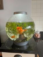 BIORB afuarium, Dieren en Toebehoren, Vissen | Aquaria en Toebehoren, Ophalen, Gebruikt, Sierelement