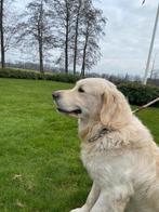 Golden Retriever dek reu. (Olly), CDV (hondenziekte), Meerdere, 1 tot 2 jaar, Reu