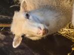 Gezocht oussuant ram november, Dieren en Toebehoren, Schapen, Geiten en Varkens, Mannelijk, Schaap