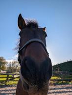 Stalhulp gezocht 2x per week, Dieren en Toebehoren, Paarden, Recreatiepaard