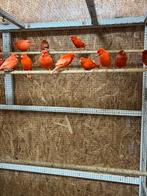 Rode kanaries, Dieren en Toebehoren, Vogels | Kanaries, Meerdere dieren, Kleurkanarie