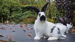 Lotharinger groot konijnen raszuiver, Dieren en Toebehoren, Konijnen, Meerdere dieren, Groot, 0 tot 2 jaar