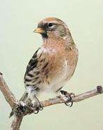 Barmsijs wildkleur, Dieren en Toebehoren, Vogels | Kanaries, Mannelijk