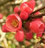Chaenomeles of de Japanse sierkwee, Ophalen, Overige soorten, Minder dan 100 cm