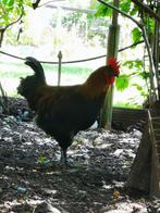 Marans haan, Dieren en Toebehoren, Pluimvee, Mannelijk, Kip