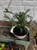 Taxus bonsai, Tuin en Terras, Minder dan 100 cm, Overige soorten, Bloeit niet, Ophalen