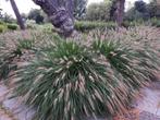 Lampepoetsergras  (Pennisetum) 2 soorten, Ophalen
