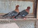 Te koop koppel vinkduiven, Meerdere dieren, Overige soorten