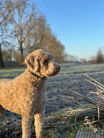 Oppas gezocht Labradoodle  beschikbaar voor biedingen