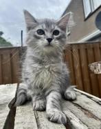 Prachtige Siberische kitten poes SPOED, Dieren en Toebehoren, Katten en Kittens | Raskatten | Langhaar, Poes, Gechipt, 0 tot 2 jaar