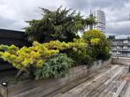 Volledig dakterras met jacuzzi en exotische planten te koop, Ophalen, Gebruikt