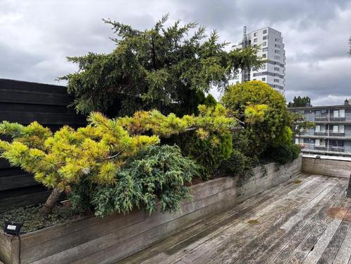 Volledig dakterras met jacuzzi en exotische planten te koop, Tuin en Terras, Overige Tuin en Terras, Gebruikt, Ophalen