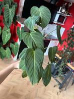 Philodendron Glorious op Mospaal, Ophalen, Vaste plant, Bloeit niet, Halfschaduw