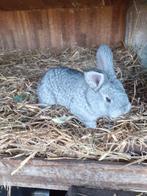 Jonge konijnen Vlaamse reus chinchilla kleur ⁶, Dieren en Toebehoren, Konijnen, Meerdere dieren, Groot, 0 tot 2 jaar