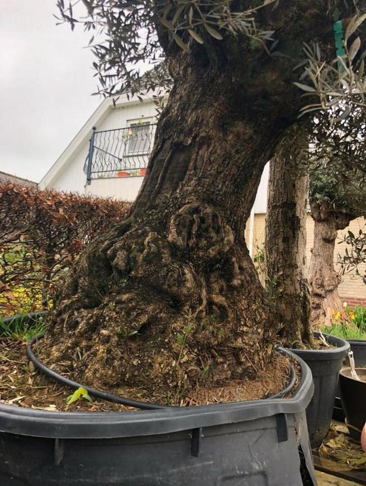 ️️❗️Actie️️️️️️❗️ Tekoop olijfboom Olea europea, Tuin en Terras, Planten | Bomen, Olijfboom, 250 tot 400 cm, Volle zon, Lente