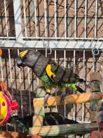 Meyer papegaaien, Meerdere dieren, Papegaai