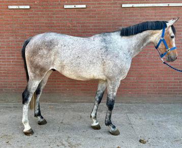 Stoere, goed bewegende 4 jarige E pony beschikbaar voor biedingen