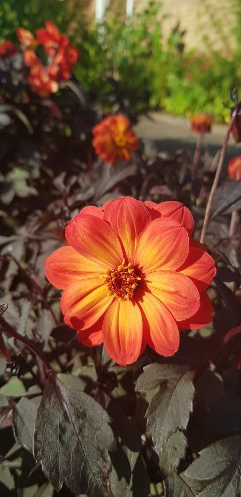 Zaden Dahlia Dreamy Sunset, Tuin en Terras, Bloembollen en Zaden, Zaad, Voorjaar, Volle zon, Ophalen of Verzenden