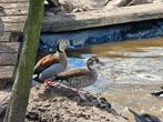 Koppel roodschoudertalingen, Dieren en Toebehoren, Pluimvee, Meerdere dieren, Eend