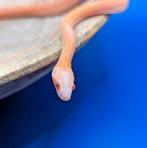 1.0 Scaleless motley hypo amel 100% het caramel/butter, Dieren en Toebehoren, Reptielen en Amfibieën, Slang, 0 tot 2 jaar