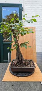Carpinus Betulus pre Bonsai - Prachtige Haagbeuk, Overige soorten, Vaste plant, Ophalen of Verzenden, Bloeit niet