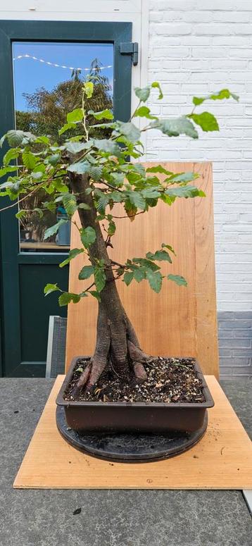 Carpinus Betulus Bonsai - Prachtige Haagbeuk beschikbaar voor biedingen