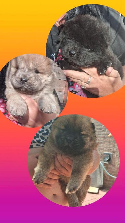 Thuis nestje chow chow pups, Dieren en Toebehoren, Honden | Poolhonden, Keeshonden en Oertypen, Meerdere dieren, Poolhond, Particulier