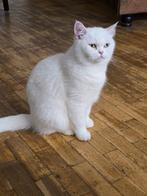 Britse kat korthaar, Dieren en Toebehoren, Katten en Kittens | Overige Katten, Poes