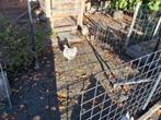 Krielkippen wyniadotte, Dieren en Toebehoren, Pluimvee, Vrouwelijk, Kip