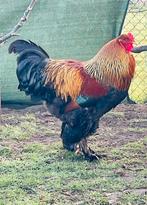 Prachtige kuikens, brahma goudpatrijs haantjes, Dieren en Toebehoren, Pluimvee, Mannelijk, Kip