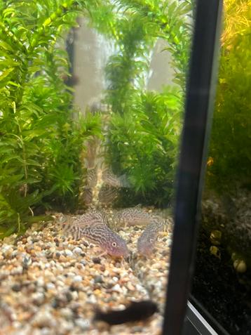 Corydora Sterbai beschikbaar voor biedingen