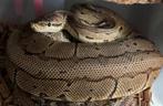 Ball pythons, Dieren en Toebehoren, Reptielen en Amfibieën, Slang, 0 tot 2 jaar