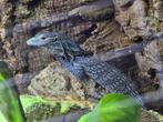 Varanus Macraei 0.0.4, Dieren en Toebehoren, Reptielen en Amfibieën, Overige soorten, Tam, 0 tot 2 jaar