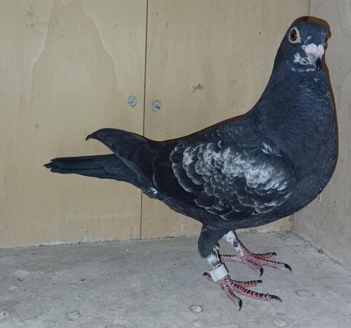 Jonge Kleurpostduiven, Dieren en Toebehoren, Vogels | Duiven, Postduif, Meerdere dieren