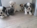 Schattige boomer pups, Overige rassen, CDV (hondenziekte), 8 tot 15 weken, Meerdere