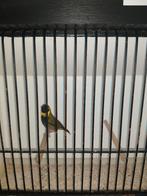 cubavink, Dieren en Toebehoren, Vogels | Overige Vogels, Meerdere dieren