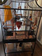 Papagaaien kooi te koop met vaste broodblok 50,00, Dieren en Toebehoren, Ophalen of Verzenden, Zo goed als nieuw, Metaal, Vogelkooi