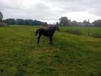 merrieveulen spring gefokt paard  en d pony veulen hengst, Dieren en Toebehoren, Pony's, Niet van toepassing, 0 tot 2 jaar, Gechipt