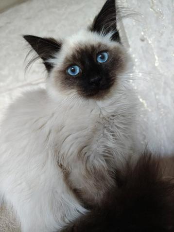 Siberische kittens Beschikbaar  beschikbaar voor biedingen