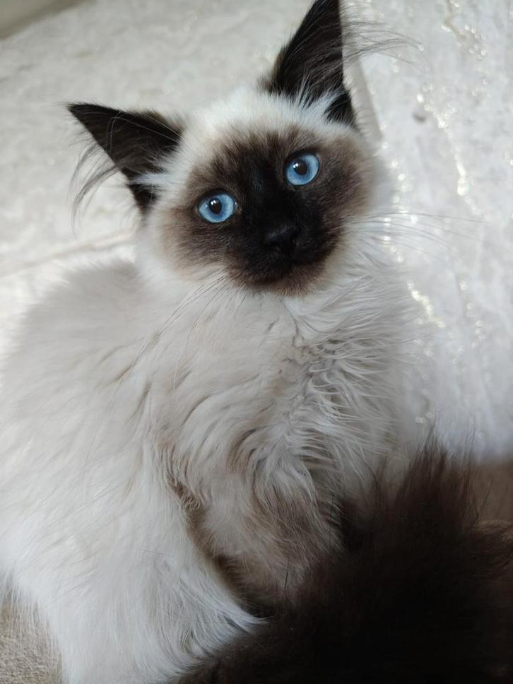 Siberische kittens Beschikbaar, Dieren en Toebehoren, Katten en Kittens | Raskatten | Langhaar, Meerdere dieren, 0 tot 2 jaar