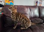 Bengaal poes stamboom 1,5 jaar, Dieren en Toebehoren, Katten en Kittens | Raskatten | Korthaar, Poes, Gechipt, 0 tot 2 jaar