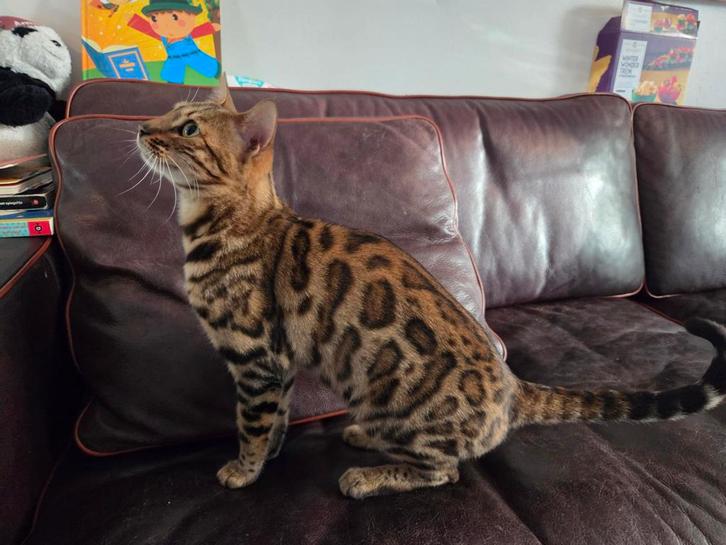 Bengaal poes stamboom 1,5 jaar, Dieren en Toebehoren, Katten en Kittens | Raskatten | Korthaar, Poes, 0 tot 2 jaar, Met stamboom