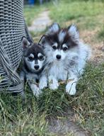 Pomsky pups zoeken een warm nieuw thuis!, Dieren en Toebehoren, Honden | Poolhonden, Keeshonden en Oertypen, Rabiës (hondsdolheid)