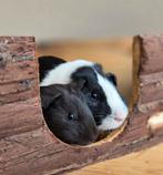 Beren koppel., Dieren en Toebehoren, Knaagdieren, Cavia, Augustus, Meerdere dieren, Tam