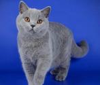 Gezocht/Opzoek naar britse korthaar poes 250 eur, Poes